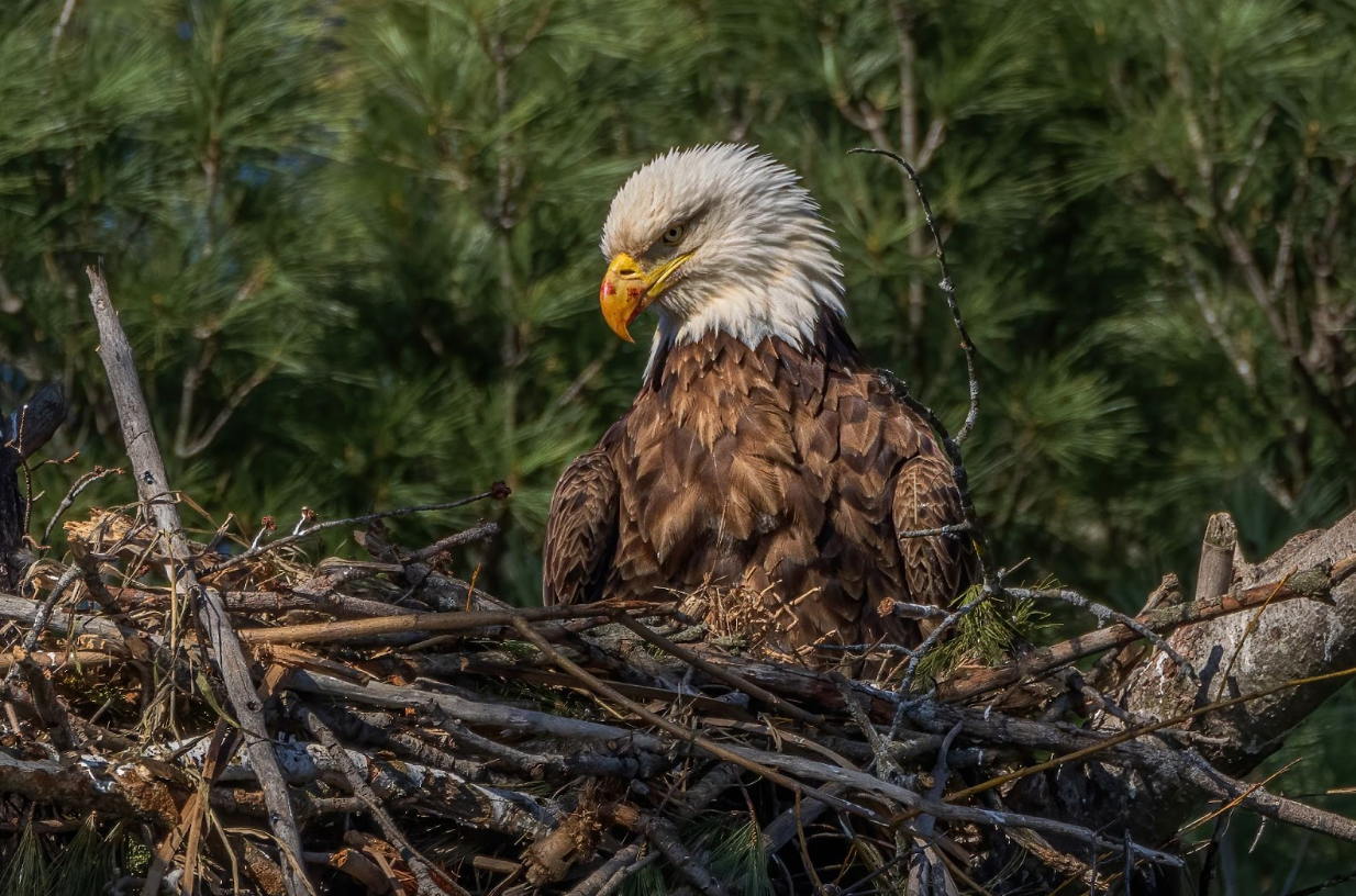 Spring 2025 Wildlife Photography. Moken 12.5