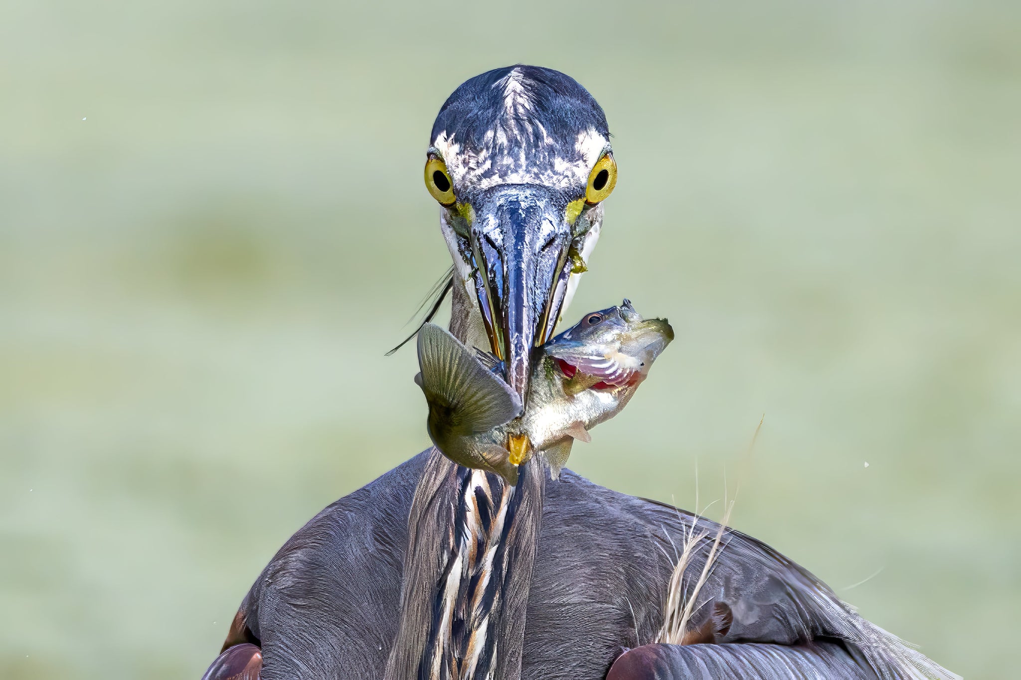 Kayak Wildlife Photography with Chang Lor