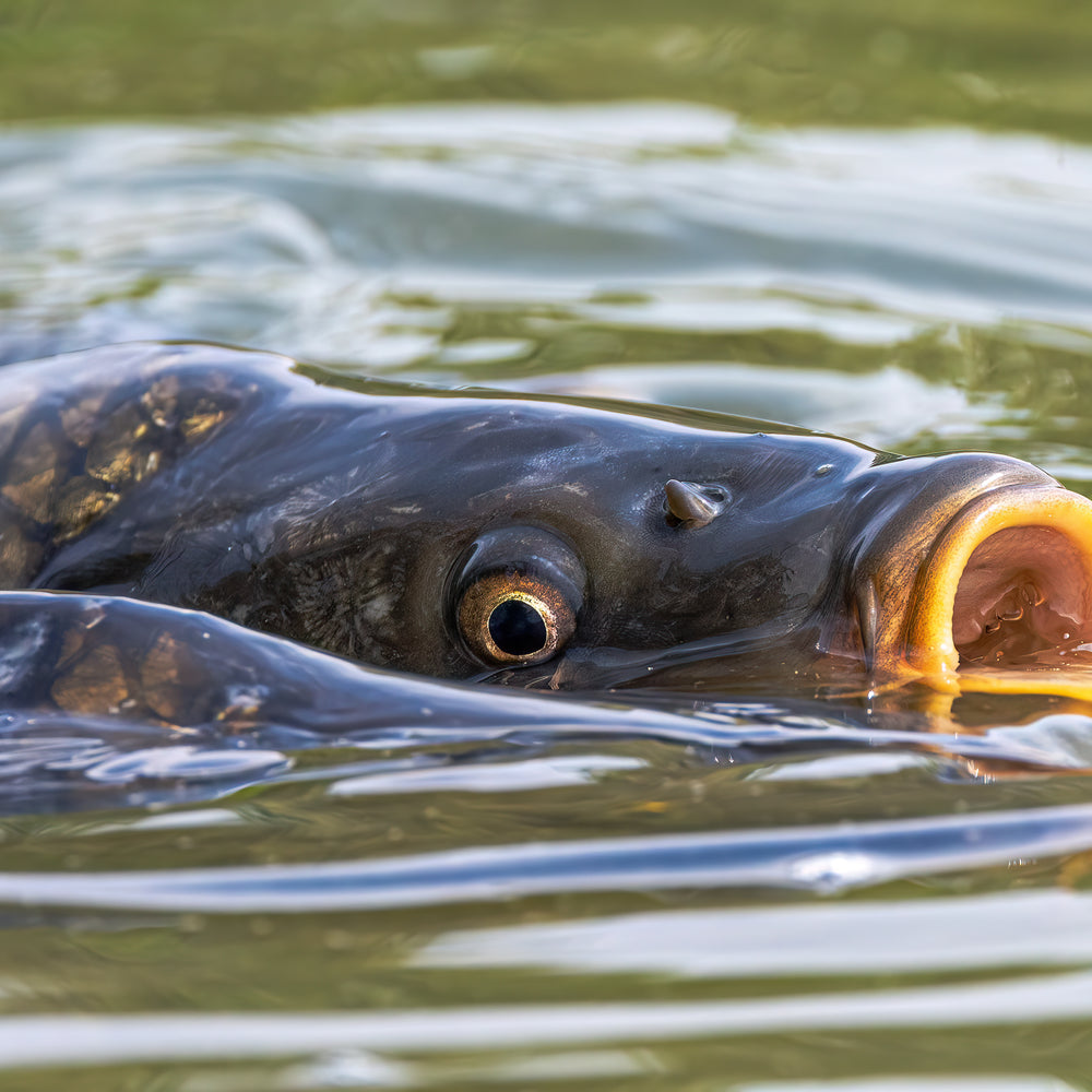 Feelfree Kayaking Wildlife Through The Lens: July 2023