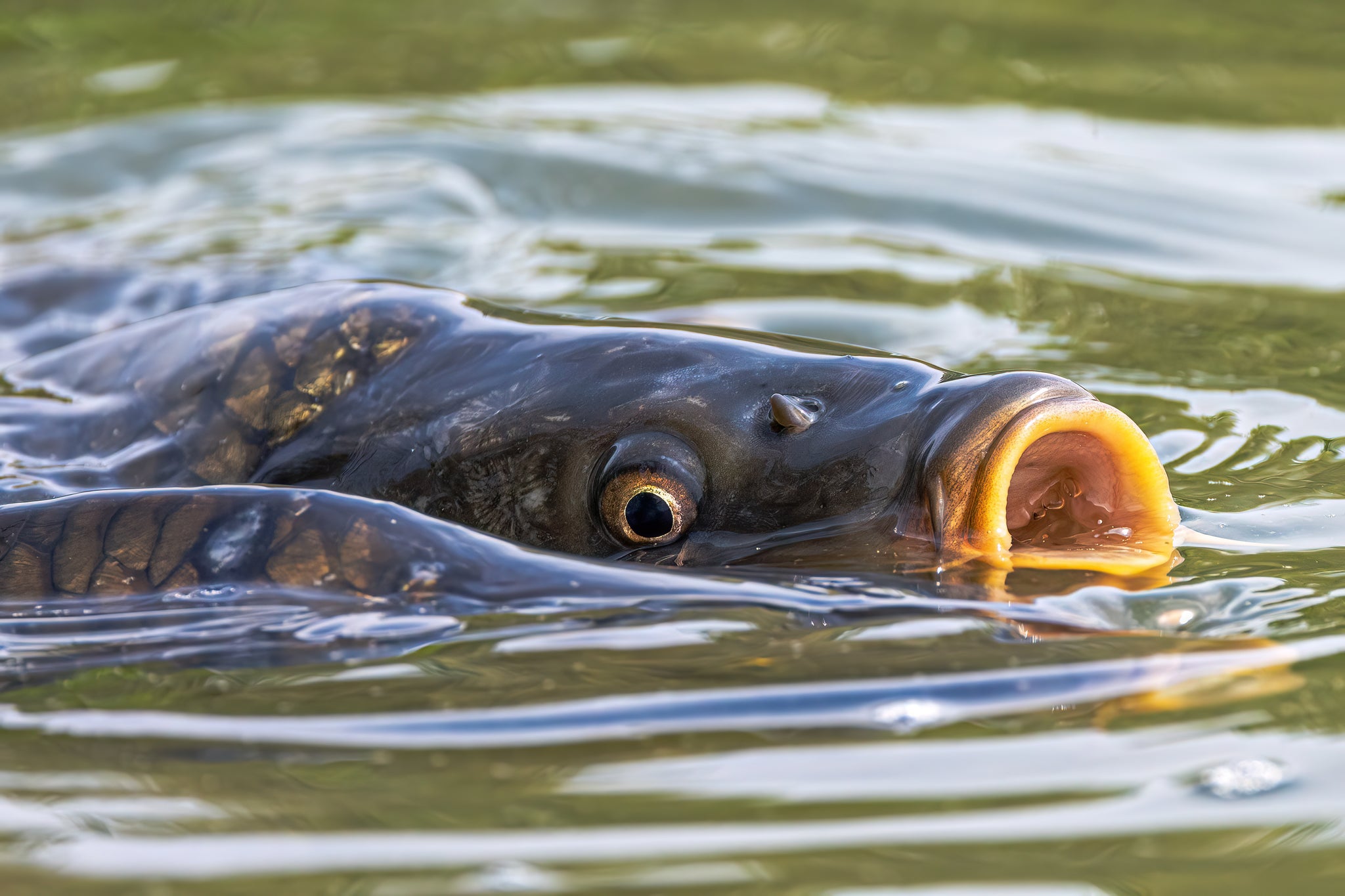 Feelfree Kayaking Wildlife Through The Lens: July 2023