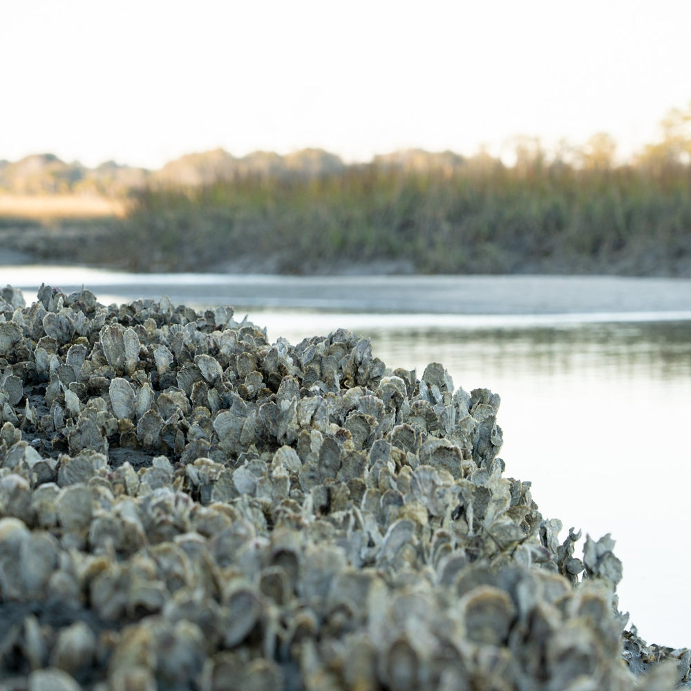 Harvesting Oysters In The Lowcountry