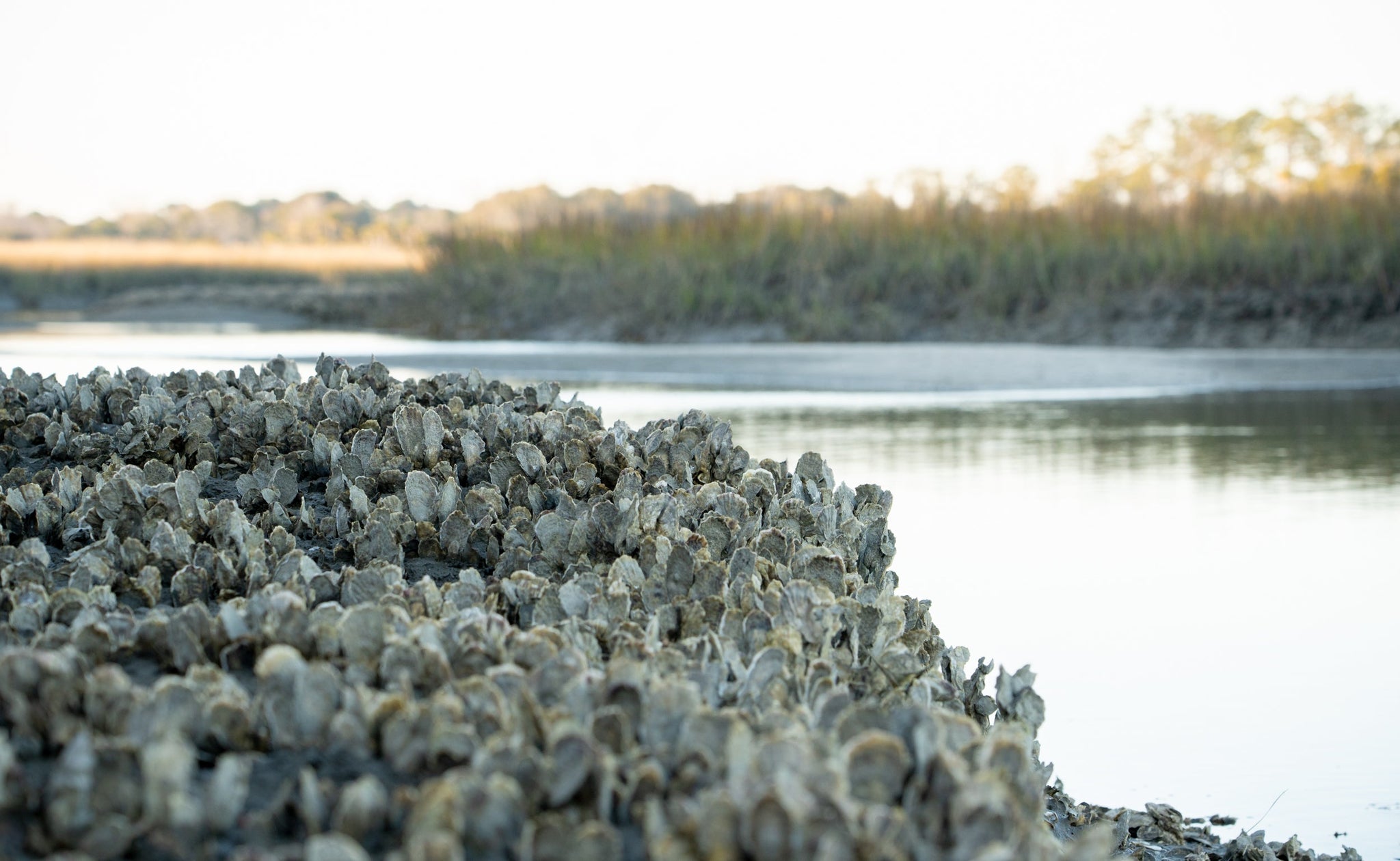 Harvesting Oysters In The Lowcountry