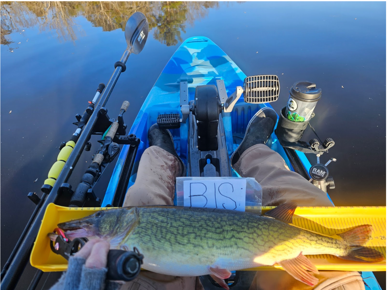 Chain Pickerel Fishing In Delaware